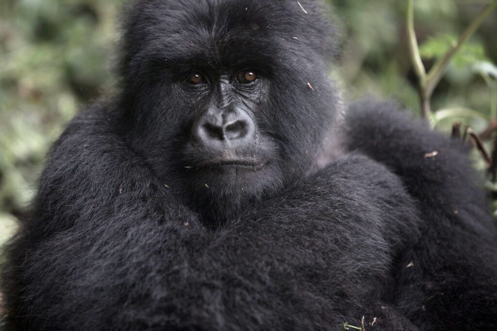2 Days Rwanda Gorillas