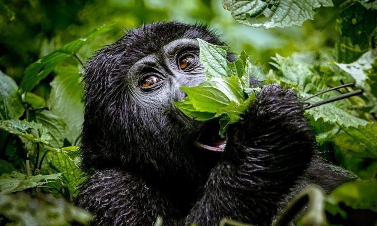 Exploring Habituation Sites for Gorilla Trekking in Bwindi Impenetrable Forest