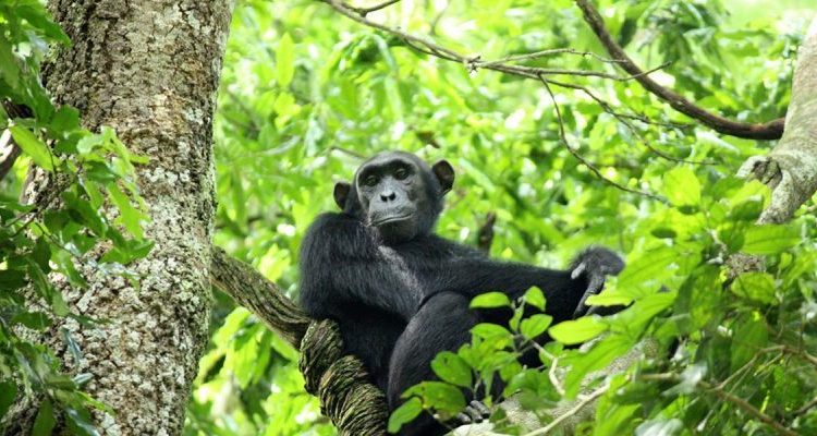 3 days Nyungwe Chimpanzee trekking safari