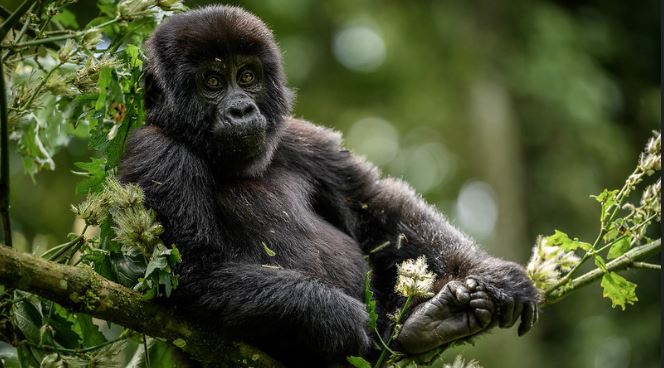 4 Days Uganda Gorilla Trekking and Golden monkey safari