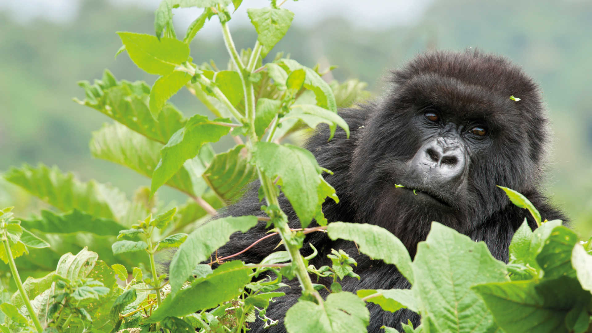 The Gorilla Families of Rushaga