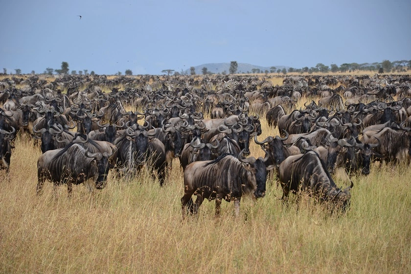7 Days Ngorongoro and Serengeti safari-Wildebeest Calving Experience Safari