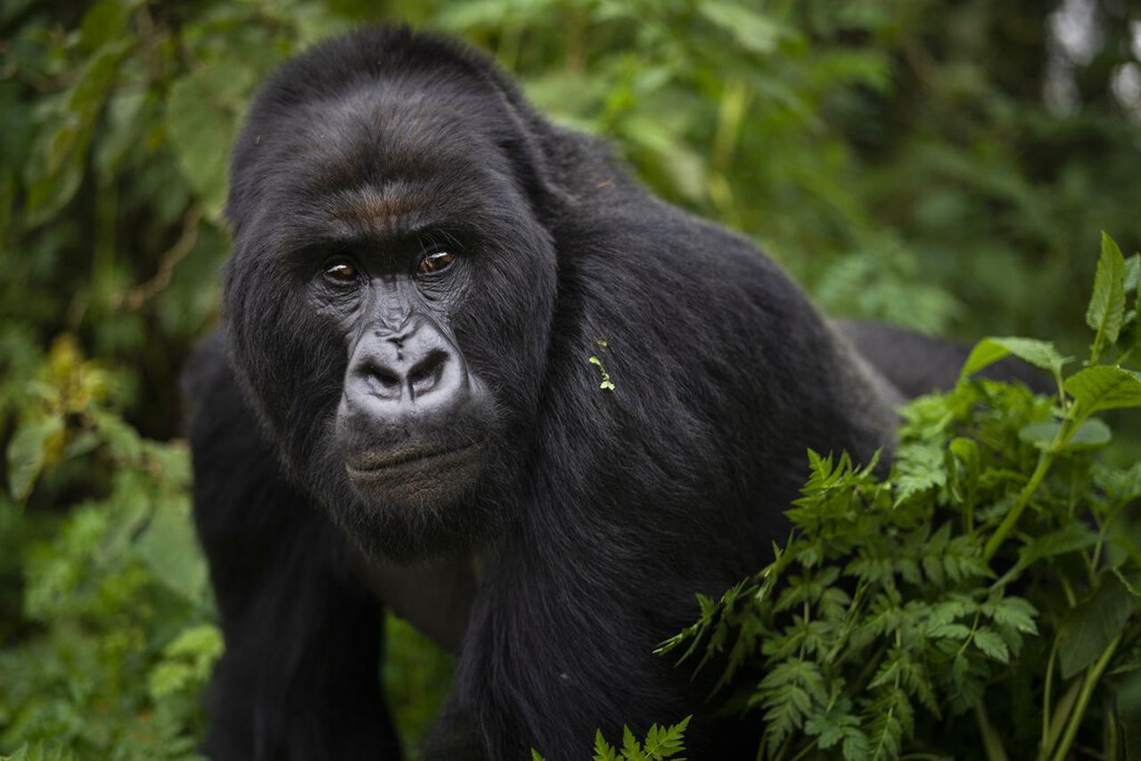 Nkuringo Gorilla Trekking Site