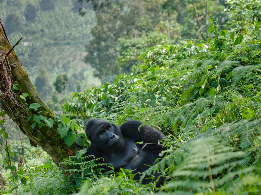 3 days Bwindi Gorilla safari from Kigali