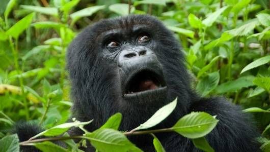 3 days Rwanda Gorilla Safari