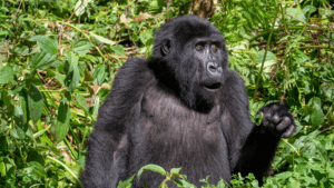 gorilla habituation