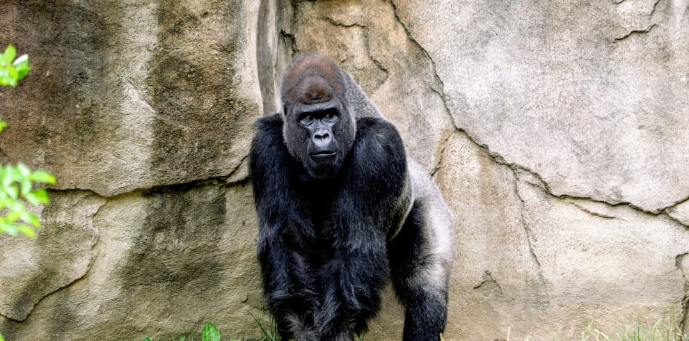 3 days Bwindi Gorilla safari from Kigali 1